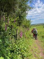 Staddiscombe and Cofflete Walk