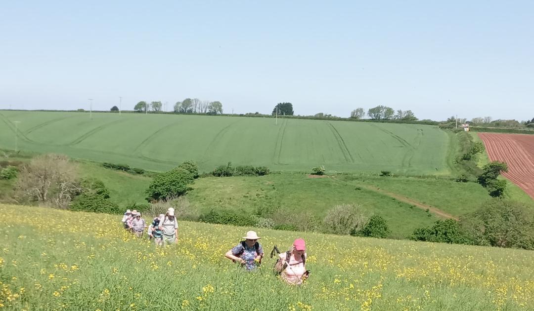 Staddiscombe and Cofflete Walk