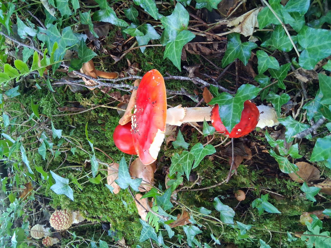 Toadstools Fly Anamita